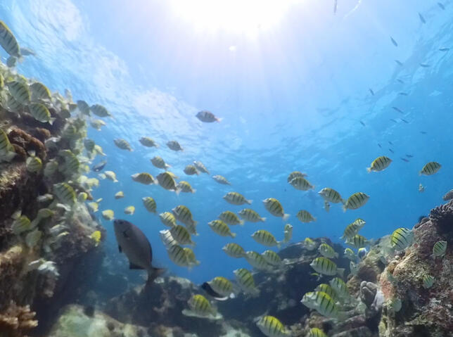 Seychelles fish